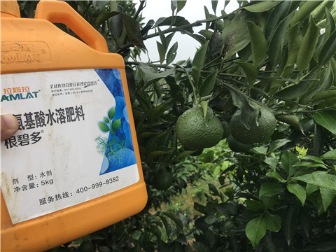 水溶肥，拉姆拉，翠姆