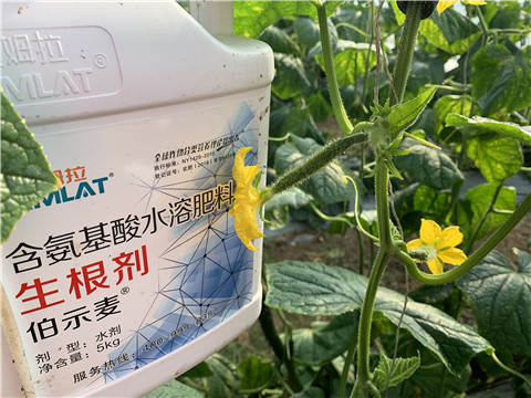 水溶肥，拉姆拉，伯示麥