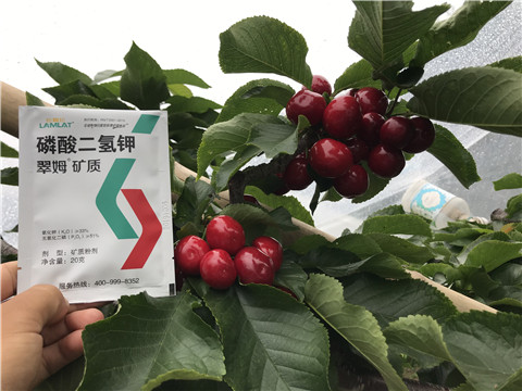 水溶肥，拉姆拉，翠姆