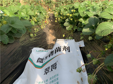 水溶肥，拉姆拉，翠姆