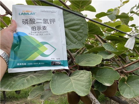 磷酸二氫鉀，拉姆拉，伯示麥