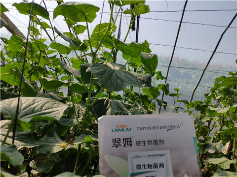 水溶肥，拉姆拉，翠姆