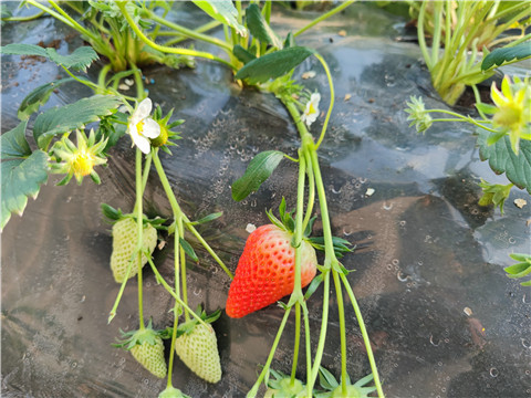 微生物菌劑，拉姆拉，翠姆