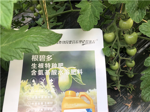 水溶肥，拉姆拉，翠姆