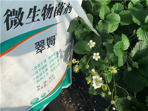 微生物菌劑，拉姆拉，翠姆
