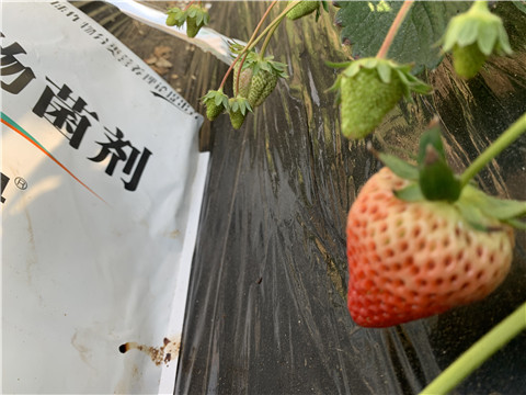 微生物菌劑，拉姆拉，翠姆