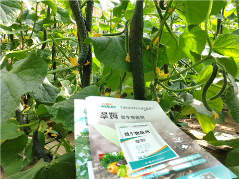 水溶肥，拉姆拉，翠姆
