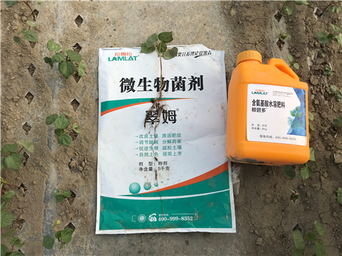 葉面肥，拉姆拉，翠姆