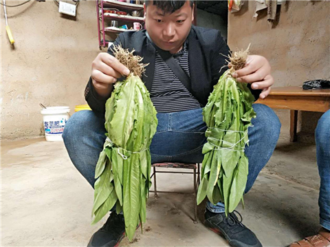 水溶肥，拉姆拉，翠姆