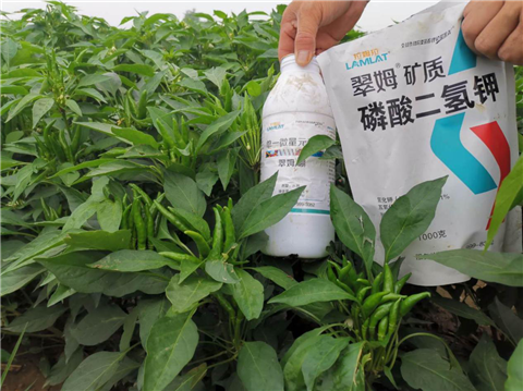 水溶肥，拉姆拉，翠姆