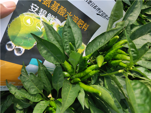 水溶肥，拉姆拉，翠姆