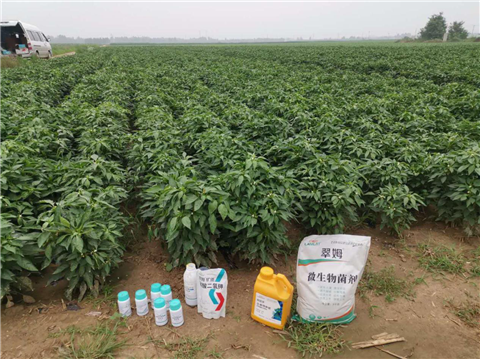水溶肥，拉姆拉，翠姆