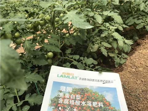 水溶肥，拉姆拉，翠姆