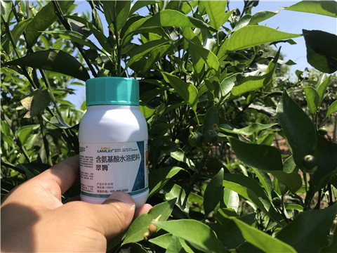 葉面肥，拉姆拉，翠姆