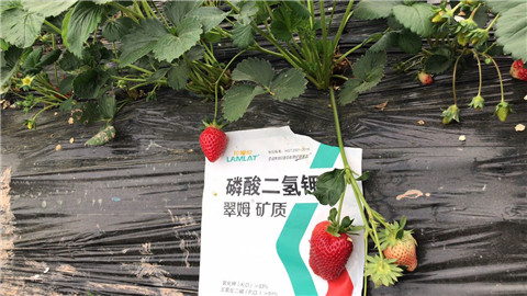 磷酸二氫鉀，拉姆拉，翠姆