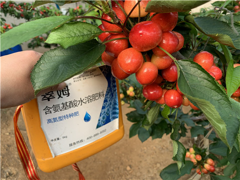 水溶肥，拉姆拉，翠姆