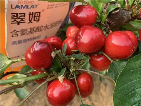 水溶肥，拉姆拉，翠姆