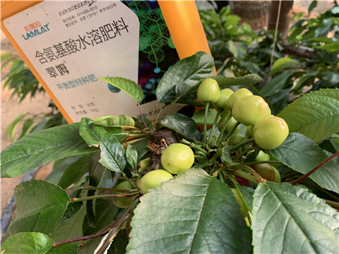 氨基酸水溶肥，拉姆拉，翠姆