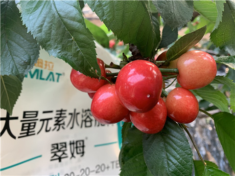 大量元素水溶肥，拉姆拉，翠姆