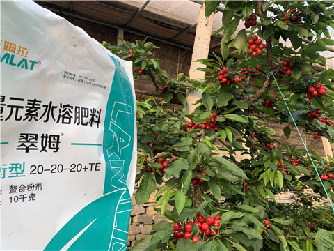 大量元素水溶肥，拉姆拉，翠姆