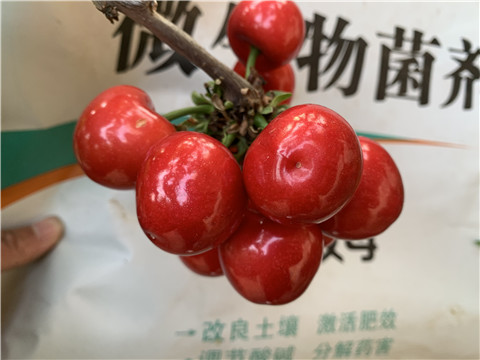 水溶肥，拉姆拉，翠姆