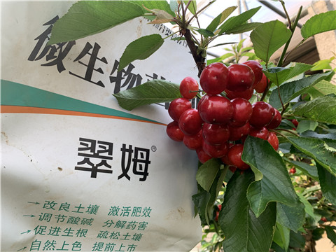 水溶肥，拉姆拉，翠姆
