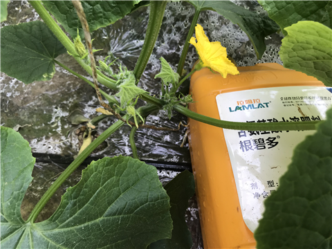 水溶肥，拉姆拉，翠姆