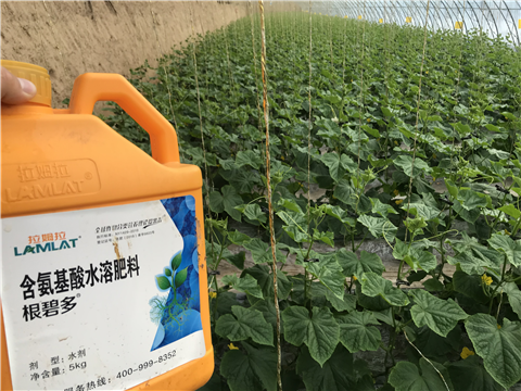 水溶肥，拉姆拉，翠姆