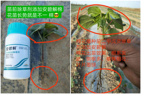 安碧解，拉姆拉，翠姆