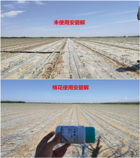 安碧解，拉姆拉，翠姆