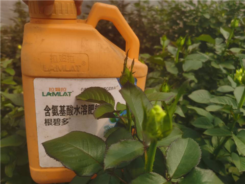 生根劑，拉姆拉，翠姆