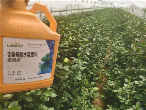 生根劑，拉姆拉，翠姆