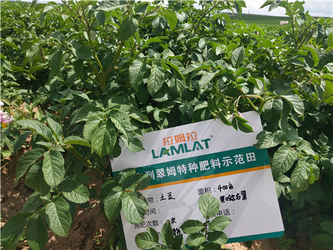 安碧解，拉姆拉，翠姆
