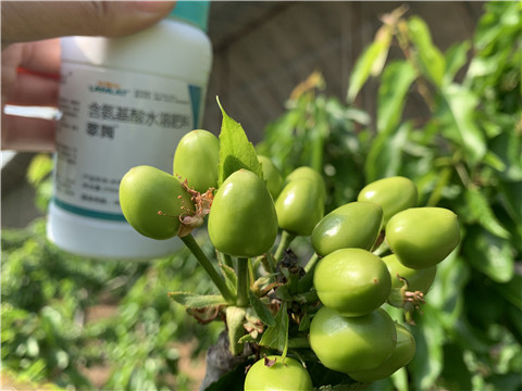 氨基酸水溶肥，拉姆拉，翠姆