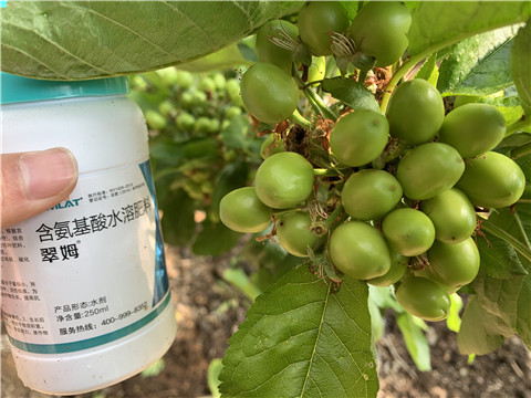 氨基酸水溶肥，拉姆拉，翠姆