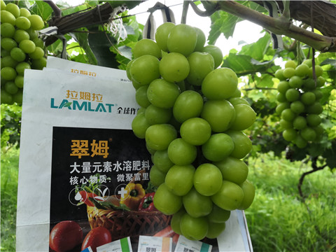 水溶肥，拉姆拉，翠姆