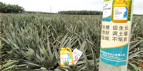 水溶肥，拉姆拉，翠姆