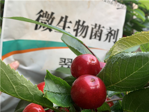 微生物菌劑，拉姆拉，翠姆