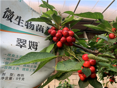 微生物菌劑，拉姆拉，翠姆
