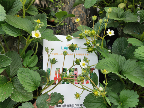 水溶肥，拉姆拉，翠姆