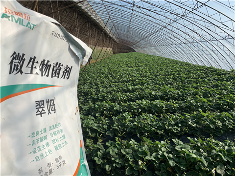 水溶肥，拉姆拉，翠姆