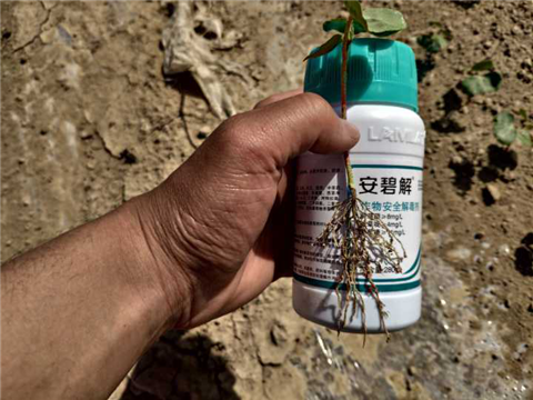 水溶肥，拉姆拉，翠姆