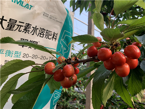 大量元素水溶肥，拉姆拉，翠姆