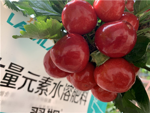 大量元素水溶肥，拉姆拉，翠姆