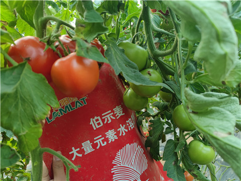 水溶肥，拉姆拉，伯示麥