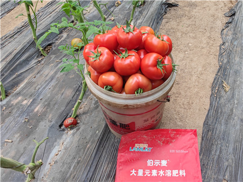 水溶肥，拉姆拉，伯示麥