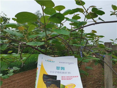 小分子有機(jī)碳，拉姆拉，翠姆