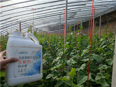水溶肥，拉姆拉，翠姆