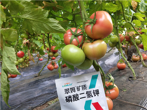 磷酸二氫鉀，拉姆拉，翠姆