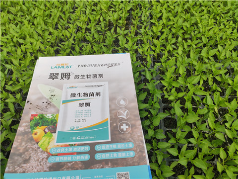 水溶肥，拉姆拉，翠姆